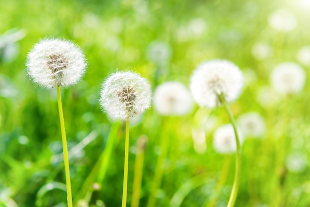 White dandelions on the green sunny lawn. Spring landscape.