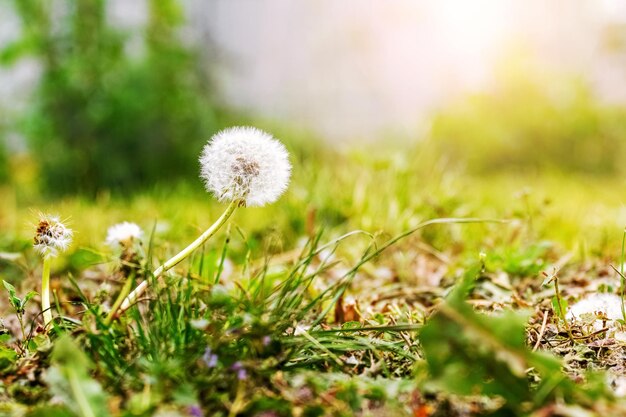 晴れた日の牧草地に白いタンポポ