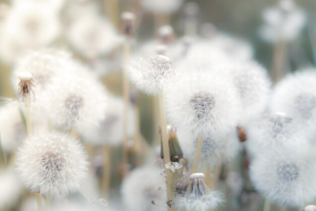 Photo white dandelions in the meadow