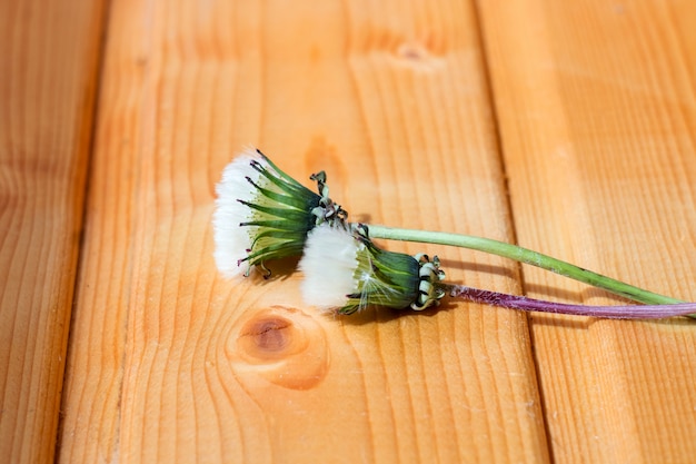 Photo white dandelions on a wooden background