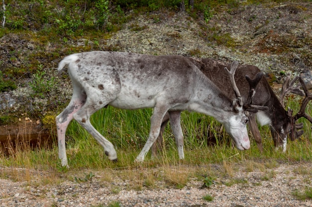 Photo white and dark brown reindeer eating grass on the side of the road