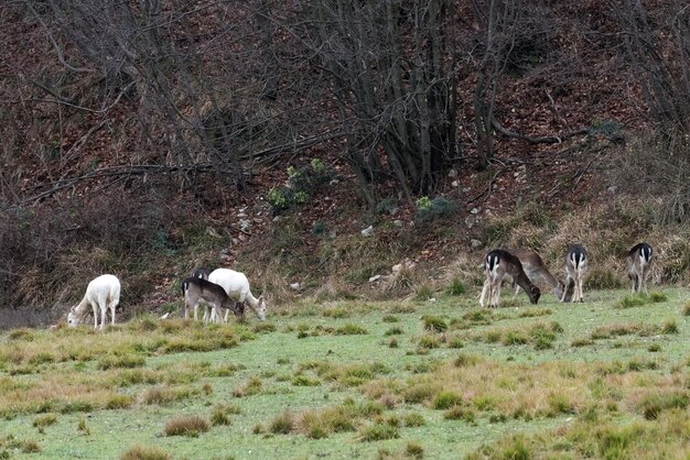 White deer ultra rare portrait