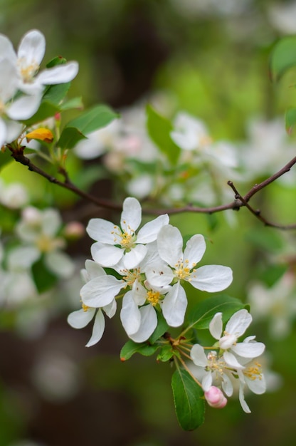 Белые нежные цветки яблони Цветение яблонь