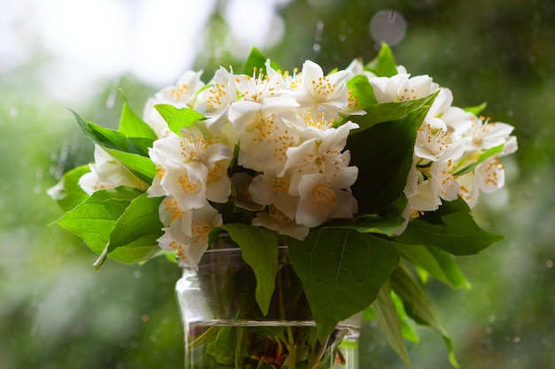 Foto un delicato bouquet bianco di gelsomino in un barattolo di vetro sul primo piano della finestra