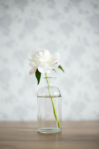 明るい背景に白い繊細な牡丹の花