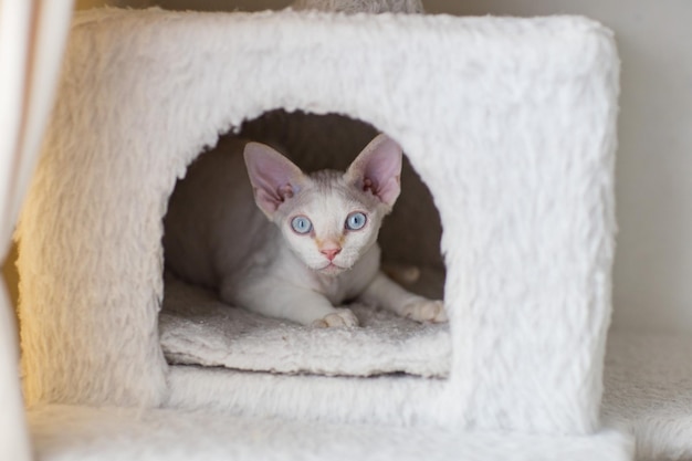 White Devon Rex kitten lies in a cat house