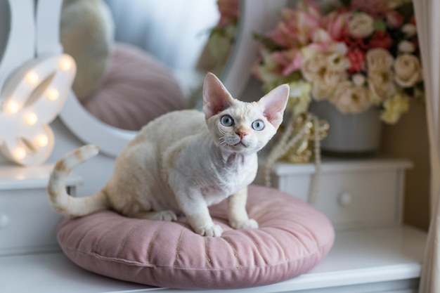 Foto gatto bianco devonrex seduto su un cuscino