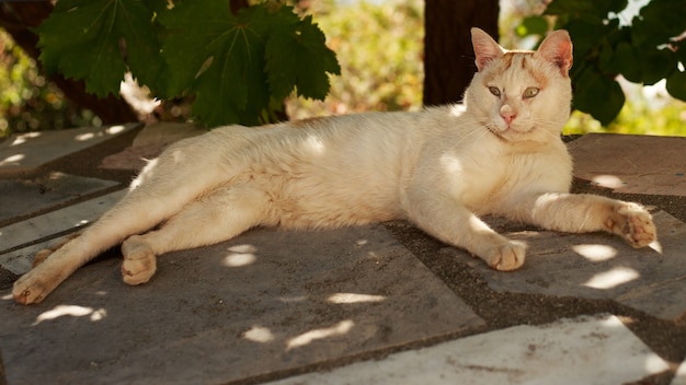 Gatto senza casa sporco bianco