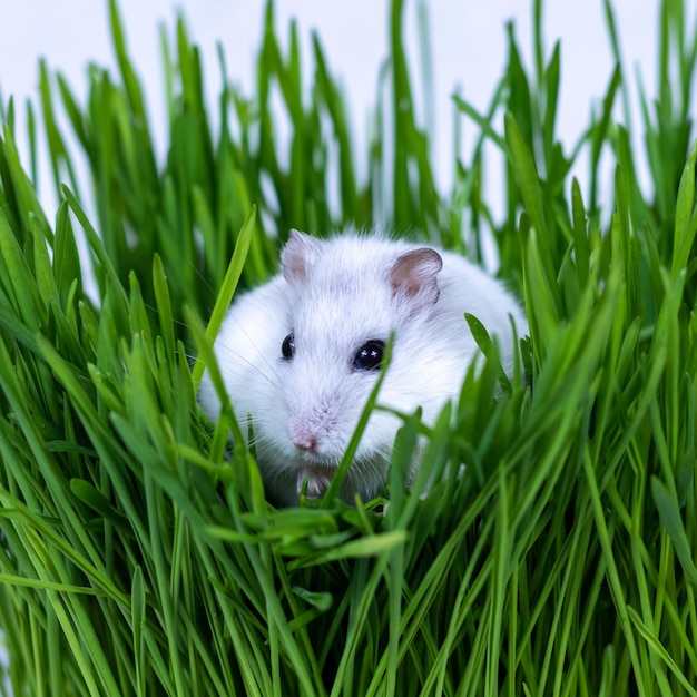 White Djungarian hamster sits in green grass closeup