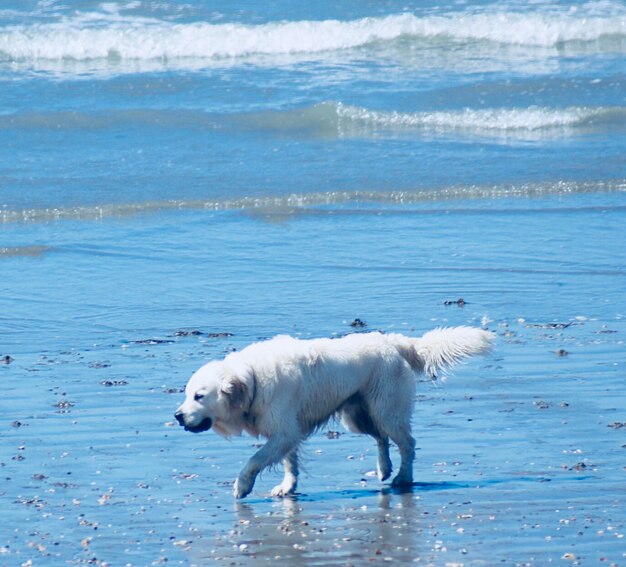 White dog on beach