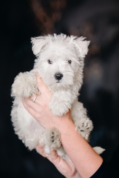 A white dog being held up in the air