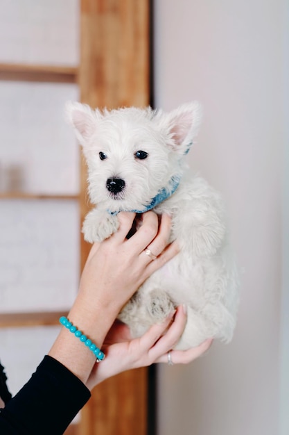 A white dog being held up in a room with a woman holding it