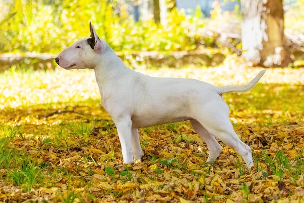 White dog breed bull terrier in autumn park in profile