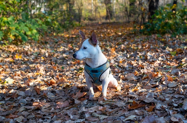 흰색 개 품종 잭 러셀 테리어(Jack Russell Terrier)는 레몬 무늬가 있는 파란색 하네스를 타고 가을 숲의 마른 노란색 잎에 앉습니다. 옆을 똑바로 쳐다보면