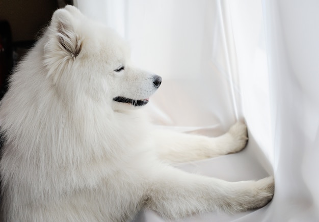 写真 白い犬種サモエドは窓の外に見える