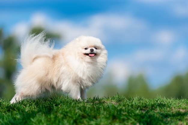 White dog breed Spitz on green grass on blue cloud sky.