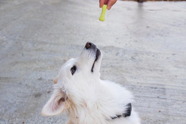 白い犬とドッグフード、ドライドッグフード、屋外での食事シーン