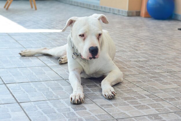 Photo a white dog dogo argentino argentine mastiff