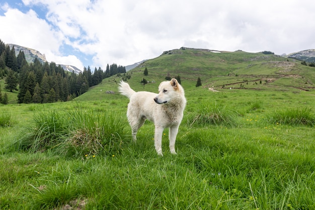 白い犬が山々を探索