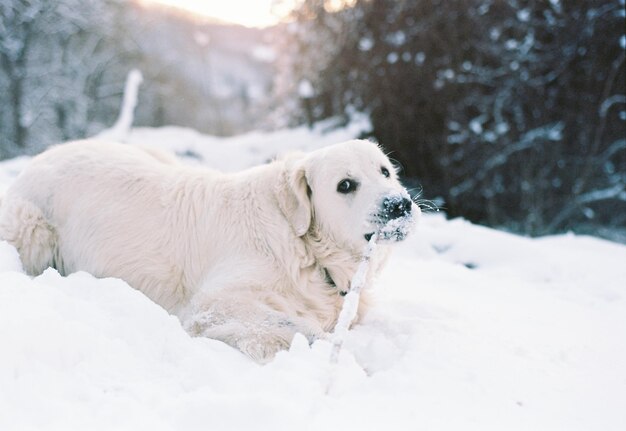 White dog on field during winter