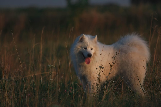 A white dog in a field with a pink tongue sticking out