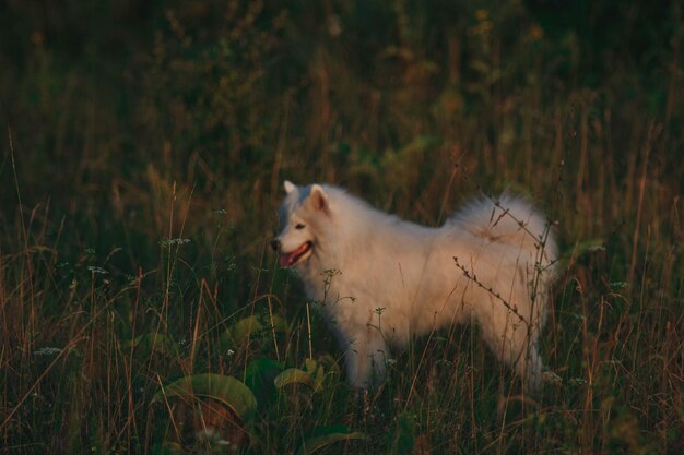 A white dog in a field with a red tail