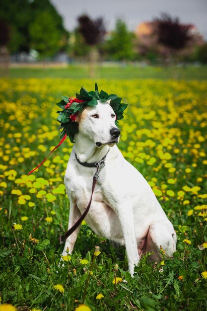 Foto cane bianco sul campo