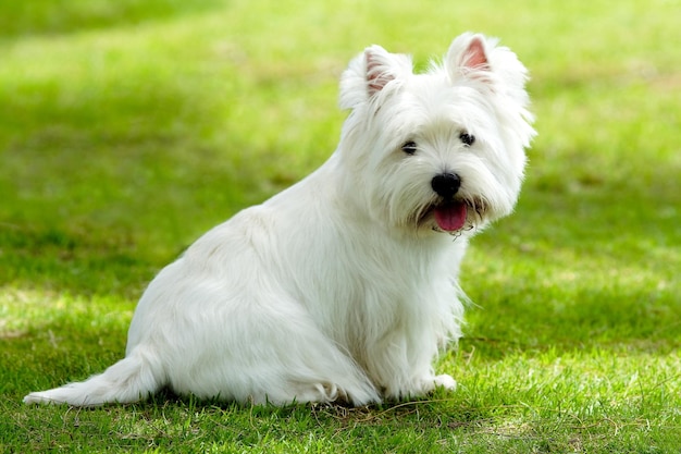 Photo white dog on field