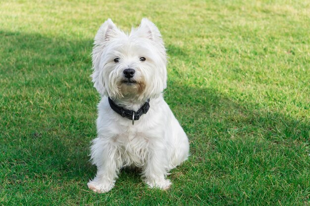 Photo white dog on field