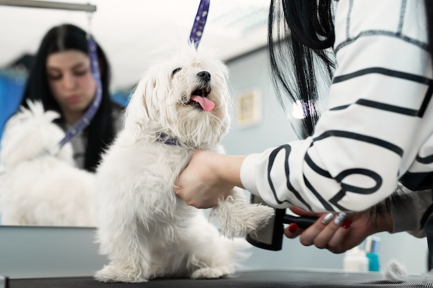 写真 理髪店で散髪をしている白い犬