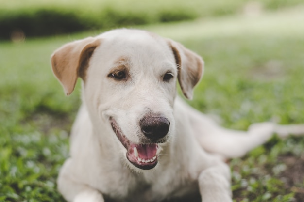 白い犬は芝生で、孤独な気分で、ヴィンテージトーン。