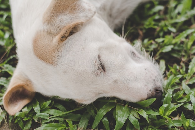 白い犬は芝生で、孤独な気分で、ヴィンテージトーン。