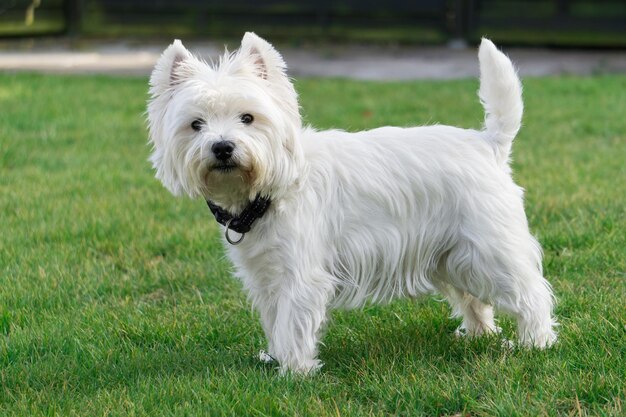 Photo white dog on grassy field