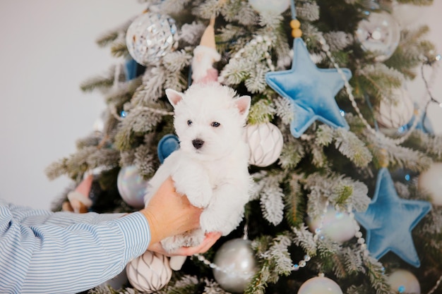 A white dog is being held by a man.