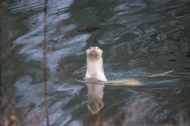 Белая собака плавает в воде с лапой к лицу.