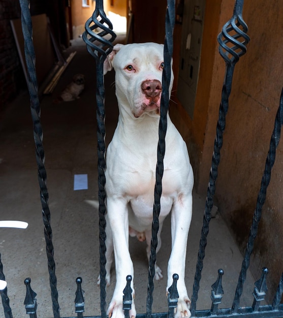 A white dog is looking through a gate