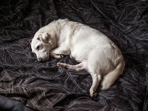 Белая собака лежит на кровати.