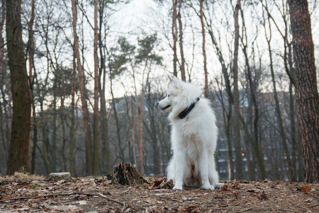 A white dog is sitting in the woods and looking away.