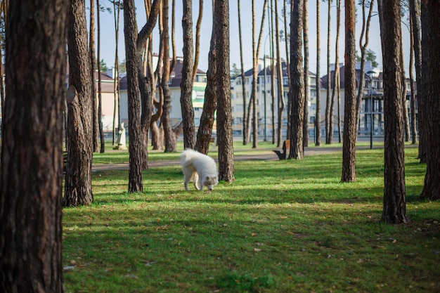 A white dog is in the woods near some trees.