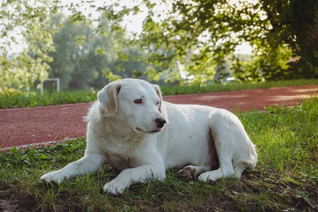 White dog lies on green grass. White dog. Sad white dog lies. A large white dog with kind eyes.