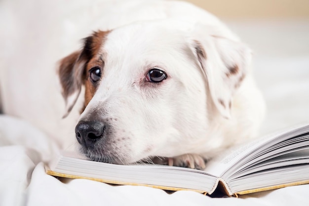 The white dog lies with his head resting on the book