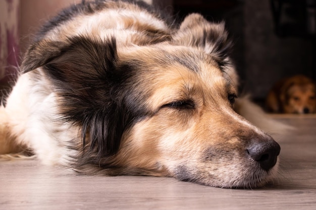 白い犬は木の床に横たわっています