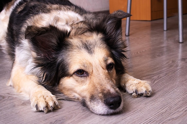 白い犬は木の床に横たわっています