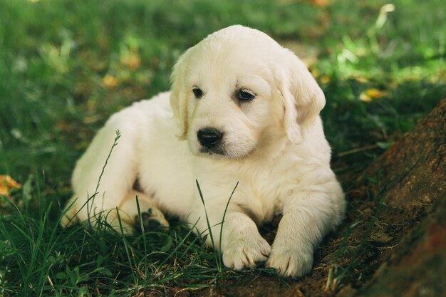 Foto cane bianco che guarda lontano sul campo