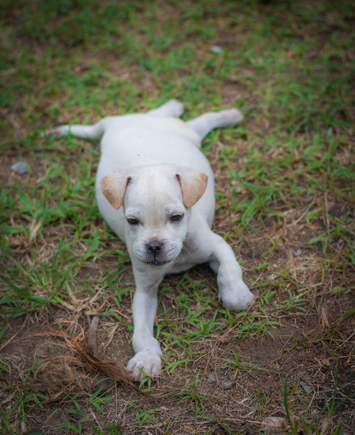 Foto cane bianco che guarda lontano sul campo