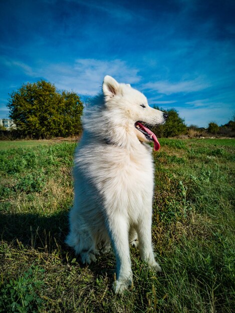 White dog looking away on field