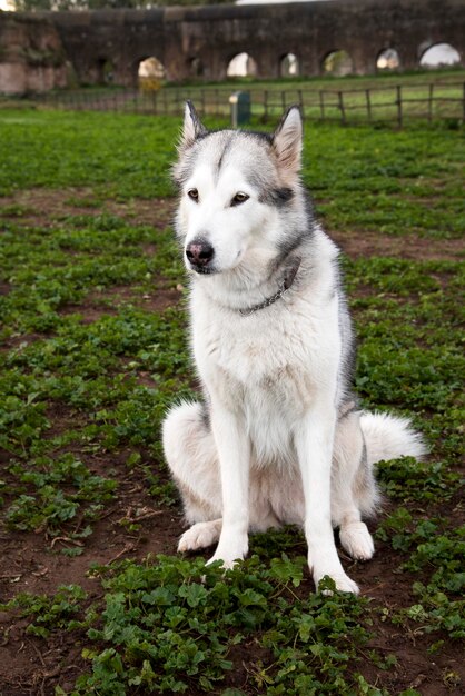 写真 白い犬がフィールドを眺めている