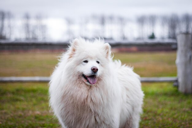 写真 白い犬がフィールドを眺めている