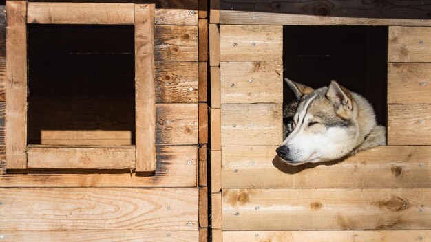 Foto cane bianco che guarda via dalla finestra