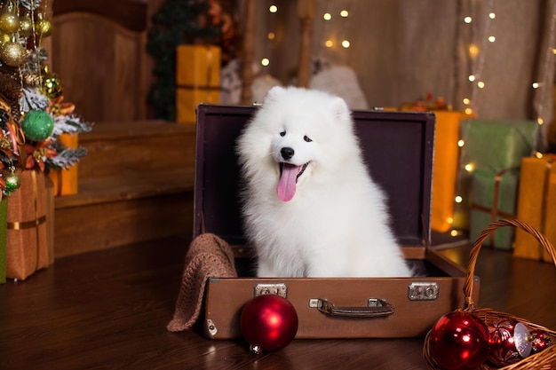 Photo white dog looking away